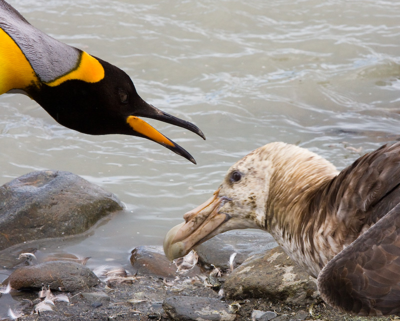 King Penguin Confronting Southern Giant Petrel